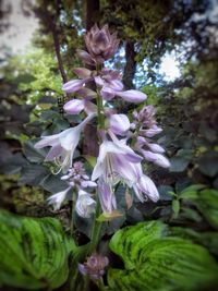 Close-up of fresh flowers blooming in park