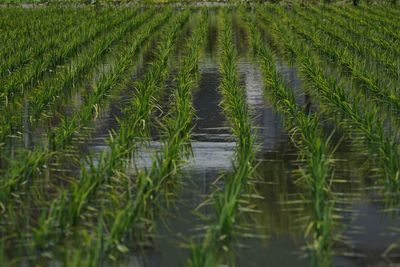 Crops growing on field