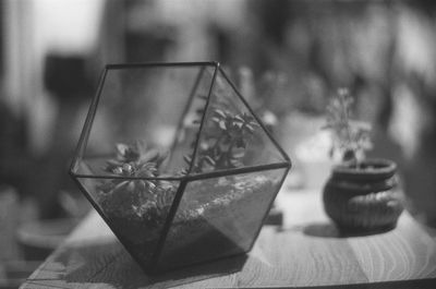 Close-up of plant against blurred background