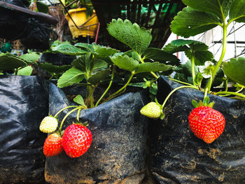 Close-up of strawberries