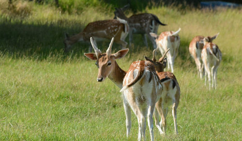 Fallow deers on the meadow of a farm.