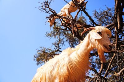 Low angle view of a horse on tree