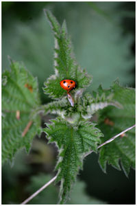 Close-up of ladybug on plant