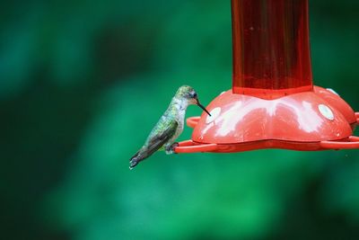 Close-up of bird perching on a feeder