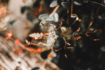 Close-up of orange leaves