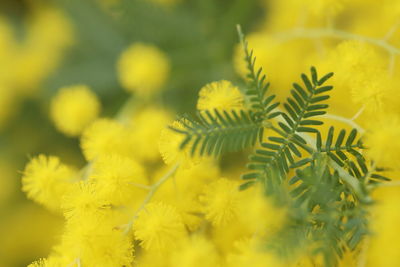 Close-up of yellow flowering plant