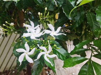 Close-up of white flowers blooming on tree