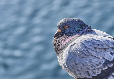 Close-up of pigeon perching