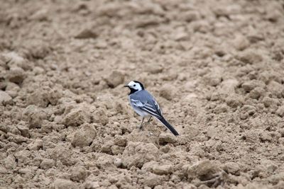 Close-up of bird perching on sand