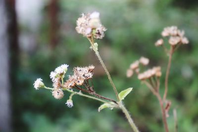 Close-up of white flowering plant