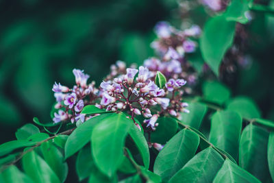 Close-up of purple flowering plant