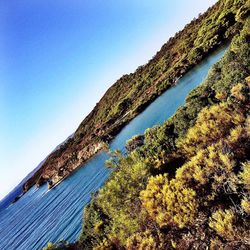 Low angle view of trees against clear blue sky