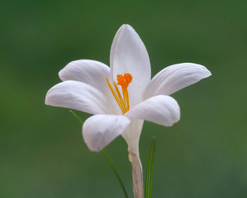 Close-up of white flowering plant