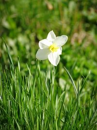 Close-up of white flower blooming on field