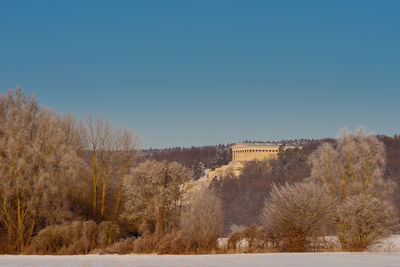 Trees on field against clear sky during winter