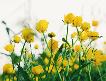 Close-up of yellow flower