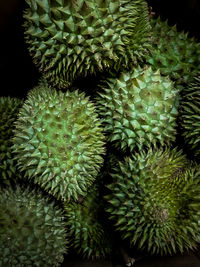 Close-up of succulent plant