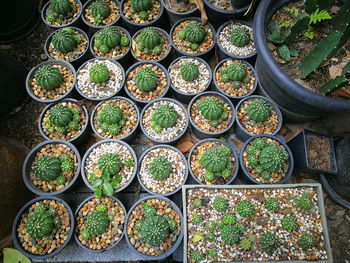 High angle view of potted plants