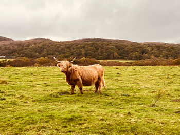 Highland cow