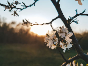 Close-up of cherry blossom against sky during sunset