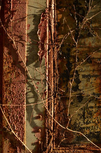 Close-up of lizard on branch