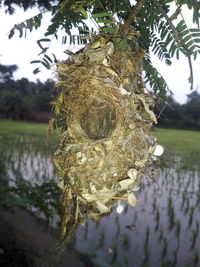 Close-up of bird on tree against lake