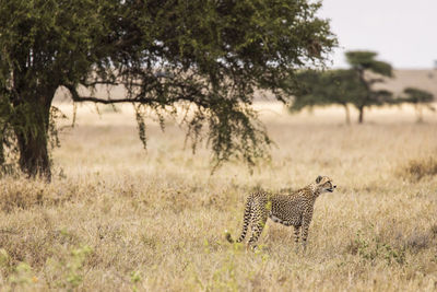 View of a cat on field