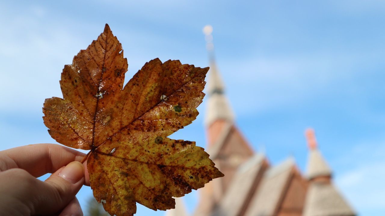 CLOSE-UP OF HAND HOLDING MAPLE LEAF