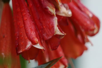 Close-up of red chili peppers