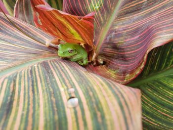 Close-up of lizard on leaves