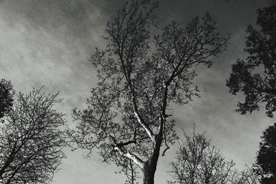 Low angle view of bare trees against sky