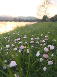 Close-up of purple flowers growing in field