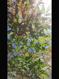 Low angle view of trees
