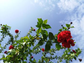 Low angle view of red flowering plant against sky