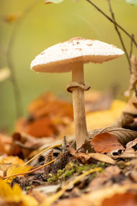 Close-up of mushroom growing on field