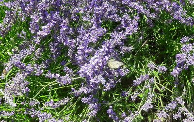 Close-up of purple flowers on field