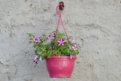 Potted petunia flowers hanging on wall