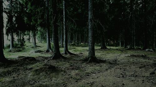 Trees in forest