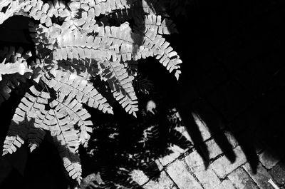 Shadow of woman on wall