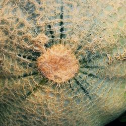 Full frame shot of cactus