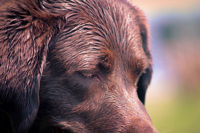 Close-up of horse