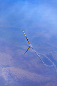 Low angle view of airplane flying against sky