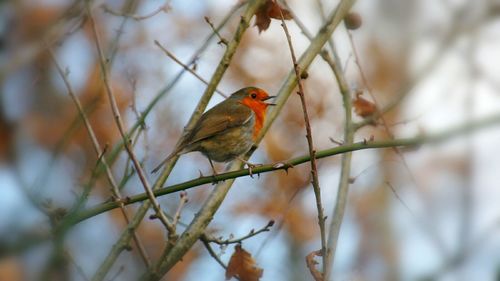 Bird perching on branch