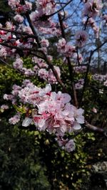 Pink flowers blooming on tree