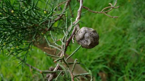 Close-up of mushroom growing on tree