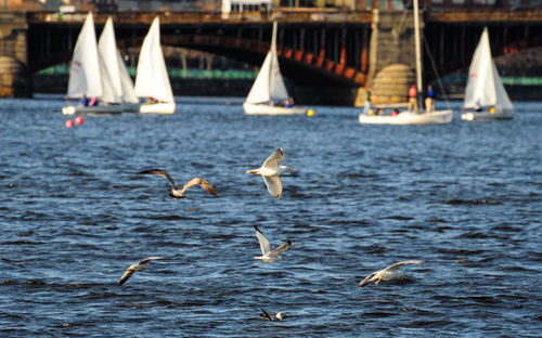 Seagulls flying over sea