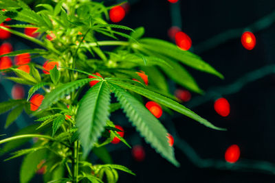 Close-up of red berries on plant