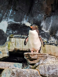 Close-up of penguin