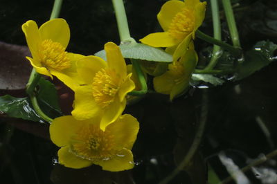 Close-up of yellow flowering plant