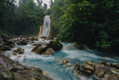 Scenic view of waterfall in forest